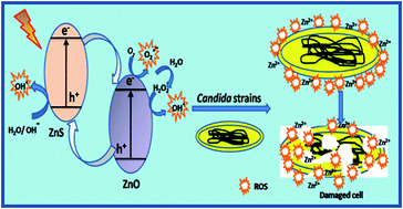 Graphical abstract: Reactive oxygen species (ROS) mediated enhanced anti-candidal activity of ZnS–ZnO nanocomposites with low inhibitory concentrations