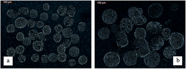 Graphical abstract: Effect of different calcium salts and methods for triggering gelation on the characteristics of microencapsulated Lactobacillus plantarum LIP-1