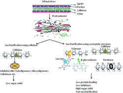 Graphical abstract: Improved saccharification of pilot-scale acid pretreated wheat straw by exploiting the synergistic behavior of lignocellulose degrading enzymes