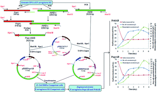 Graphical abstract: Enhanced rhamnolipid production of Pseudomonas aeruginosa SG by increasing copy number of rhlAB genes with modified promoter