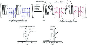 Graphical abstract: A polydiacetylene-based fluorescence assay for the measurement of lipid membrane affinity