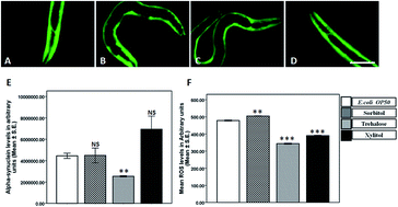 Graphical abstract: Potential role of protein stabilizers in amelioration of Parkinson's disease and associated effects in transgenic Caenorhabditis elegans model expressing alpha-synuclein
