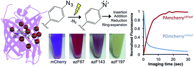 Graphical abstract: Genetically encoded phenyl azide photochemistry drives positive and negative functional modulation of a red fluorescent protein