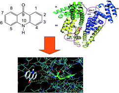 Graphical abstract: Spectroscopic exploration of drug–protein interaction: a study highlighting the dependence of the magnetic field effect on inter-radical separation distance formed during photoinduced electron transfer