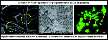 Graphical abstract: Decoration of PLGA electrospun nanofibers with designer self-assembling peptides: a “Nano-on-Nano” concept