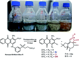 Graphical abstract: The marine-derived fungus Tinctoporellus sp. CBMAI 1061 degrades the dye Remazol Brilliant Blue R producing anthraquinones and unique tremulane sesquiterpenes