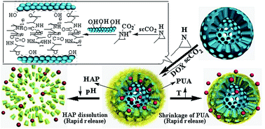 Graphical abstract: In situ functionalization of hollow mesoporous hydroxyapatite with thermal-responsive on–off gates in supercritical CO2