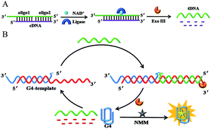 Graphical abstract: Label-free detection of nicotinamide adenine dinucleotide based on ligation-triggered exonuclease III-assisted signal amplification