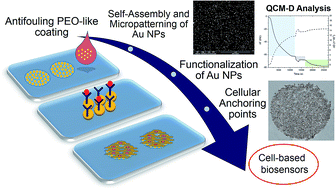 Graphical abstract: Modulation of surface bio-functionality by using gold nanostructures on protein repellent surfaces