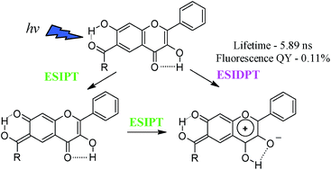 Graphical abstract: Single and double intramolecular proton transfers in the electronically excited state of flavone derivatives