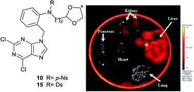 Graphical abstract: p-Nitrobenzenesulfonamides and their fluorescent dansylsulfonamides derived from N-alkylated o-(purine-methyl)anilines as novel antitumour agents