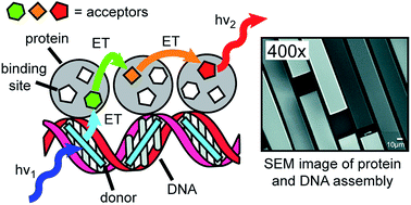 Graphical abstract: Toward the design of bio-solar cells: high efficiency cascade energy transfer among four donor–acceptor dyes self-assembled in a highly ordered protein–DNA matrix