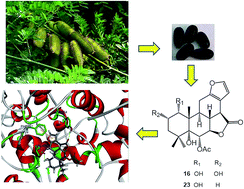 Graphical abstract: New structures, chemotaxonomic significance and COX-2 inhibitory activities of cassane-type diterpenoids from the seeds of Caesalpinia minax