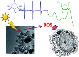 Graphical abstract: A comparative study on the efficacy of different probes to predict the photo-activity of nano-titanium dioxide toward biomolecules