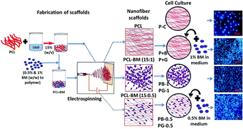 Graphical abstract: Biomolecule incorporated poly-ε-caprolactone nanofibrous scaffolds for enhanced human meniscal cell attachment and proliferation