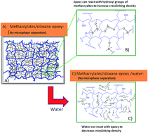 Graphical abstract: The influence of water on visible-light initiated free-radical/cationic ring-opening hybrid polymerization of methacrylate/epoxy: polymerization kinetics, crosslinking structure and dynamic mechanical properties