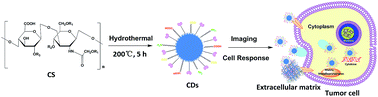 Graphical abstract: Tumor cell responses to carbon dots derived from chondroitin sulfate
