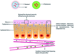 Graphical abstract: Improved oral bioavailability of docetaxel by nanostructured lipid carriers: in vitro characteristics, in vivo evaluation and intestinal transport studies