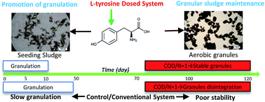 Graphical abstract: Effect of l-tyrosine on aerobic sludge granulation and its stability