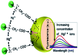 Graphical abstract: CdS quantum dots immobilized on calcium alginate microbeads for rapid and selective detection of Hg2+ ions