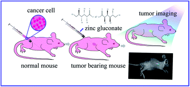 Graphical abstract: In vivo accurate target bio-marking of tumors through in situ biosynthesized fluorescent zinc nanoclusters