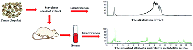 Graphical abstract: Identification of the toxic components in Semen Strychni and their metabolites in rat serum by high performance liquid chromatography coupled with a Q Exactive high-resolution benchtop quadrupole Orbitrap mass spectrometer