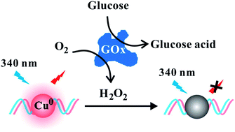 Graphical abstract: H2O2-mediated fluorescence quenching of double-stranded DNA templated copper nanoparticles for label-free and sensitive detection of glucose