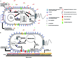 Graphical abstract: Global transcriptome analysis reveals distinct bacterial response towards soluble and surface-immobilized antimicrobial peptide (Lasioglossin-III)