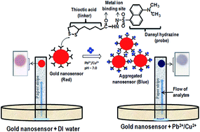 Graphical abstract: Smart gold nanosensor for easy sensing of lead and copper ions in solution and using paper strips