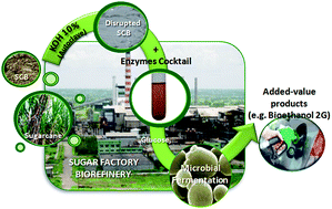 Graphical abstract: Sugarcane bagasse delignification with potassium hydroxide for enhanced enzymatic hydrolysis