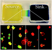 Graphical abstract: Optimizing Wnt-3a and R-spondin1 concentrations for stem cell renewal and differentiation in intestinal organoids using a gradient-forming microdevice