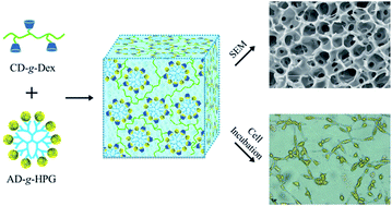 Graphical abstract: The supramolecular hydrogel based on hyperbranched polyglycerol and dextran as a scaffold for living cells and drug delivery
