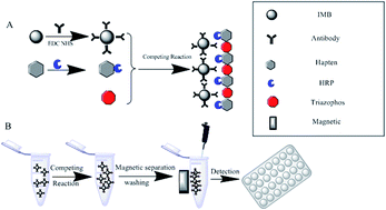 Graphical abstract: A rapid immunomagnetic-bead-based immunoassay for triazophos analysis