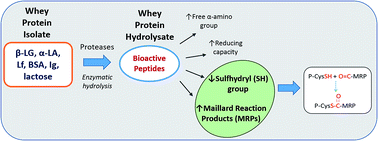 Graphical abstract: Modification of peptide functionality during enzymatic hydrolysis of whey proteins