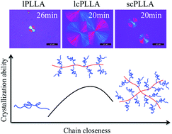 Graphical abstract: Facile synthesis and comparative study of poly(l-lactide) with linear-comb and star-comb architecture