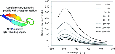 Graphical abstract: A molecular peptide beacon for IgG detection