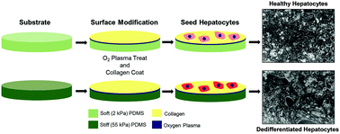 Graphical abstract: Substrate stiffness regulates primary hepatocyte functions