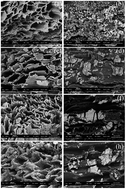 Graphical abstract: Biosorption of Pb(ii) and Fe(iii) from aqueous co-solutions using chemically pretreated oil palm fronds