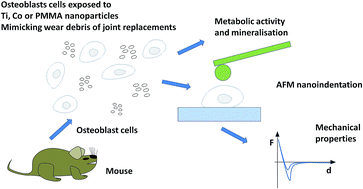 Graphical abstract: Cobalt, titanium and PMMA bone cement debris influence on mouse osteoblast cell elasticity, spring constant and calcium production activity