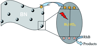 Graphical abstract: Synthesis and characterization of BN/Bi2WO6 composite photocatalysts with enhanced visible-light photocatalytic activity