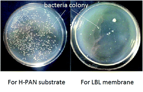 Graphical abstract: Preparation and performance of antibacterial layer-by-layer polyelectrolyte nanofiltration membranes based on metal–ligand coordination interactions