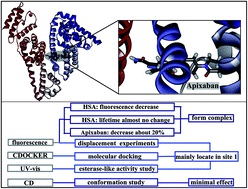 Graphical abstract: Determination of potential main sites of apixaban binding in human serum albumin by combined spectroscopic and docking investigations