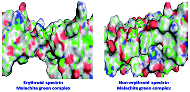 Graphical abstract: Malachite green interacts with the membrane skeletal protein, spectrin