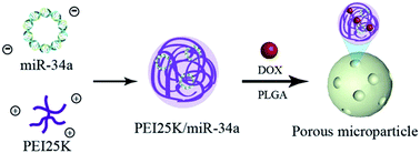 Graphical abstract: Porous PLGA microparticles to encapsulate doxorubicin and polyethylenimine/miR-34a for inhibiting the proliferation and migration of lung cancer