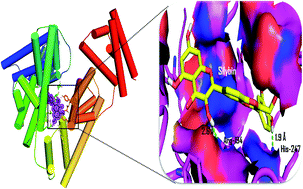 Graphical abstract: Silybin, a flavonolignan from milk thistle seeds, restrains the early and advanced glycation end product modification of albumin