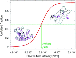 Graphical abstract: Theoretical–computational modelling of the electric field effects on protein unfolding thermodynamics