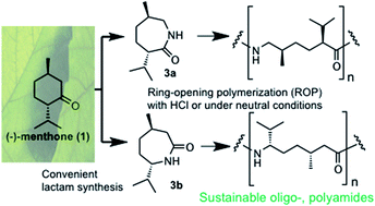 Graphical abstract: New insights into synthesis and oligomerization of ε-lactams derived from the terpenoid ketone (−)-menthone