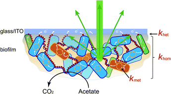 Graphical abstract: Analysis of electron transfer dynamics in mixed community electroactive microbial biofilms