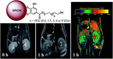 Graphical abstract: In vivo pharmacokinetics of T2 contrast agents based on iron oxide nanoparticles: optimization of blood circulation times