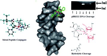 Graphical abstract: Synthesis and characterization of Co(ii) and Fe(ii) peptide conjugates as hydrolytic cleaving agents and their preferential enantiomeric disposition for CT-DNA: structural investigation of l-enantiomers by DFT and molecular docking studies